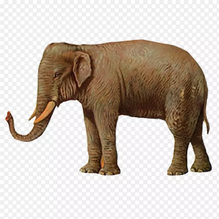 大象插图-大象