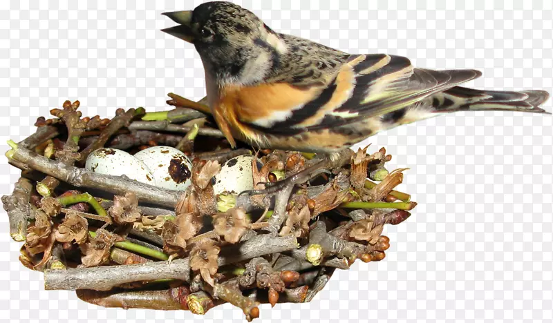 食用鸟巢-鸟巢