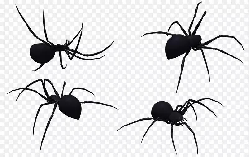 寡妇蜘蛛.xchng摄影剪贴画-黑寡妇蜘蛛艺术