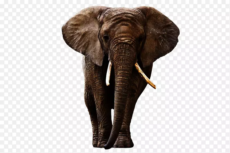 印度象非洲森林象