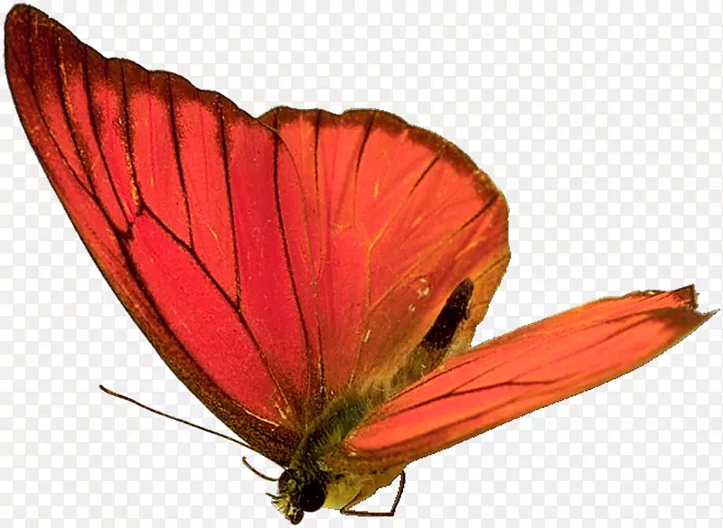 蝴蝶昆虫动画-蝴蝶，昆虫，标本