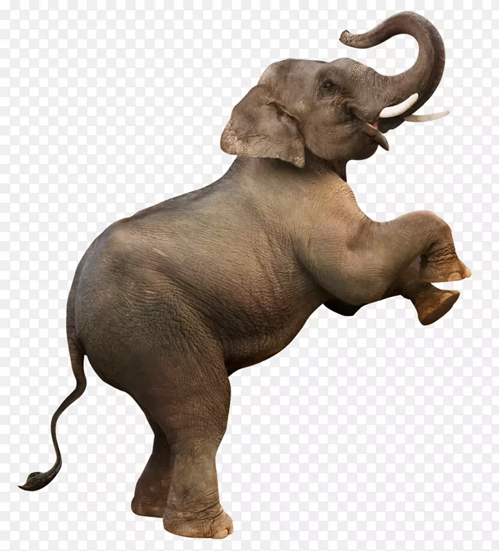 大象下载-创意大象站PNG
