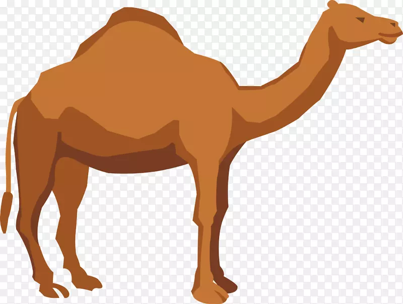 阿帕奇骆驼插图-骆驼