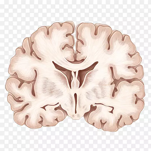 冠状面人脑神经解剖学手绘人脑