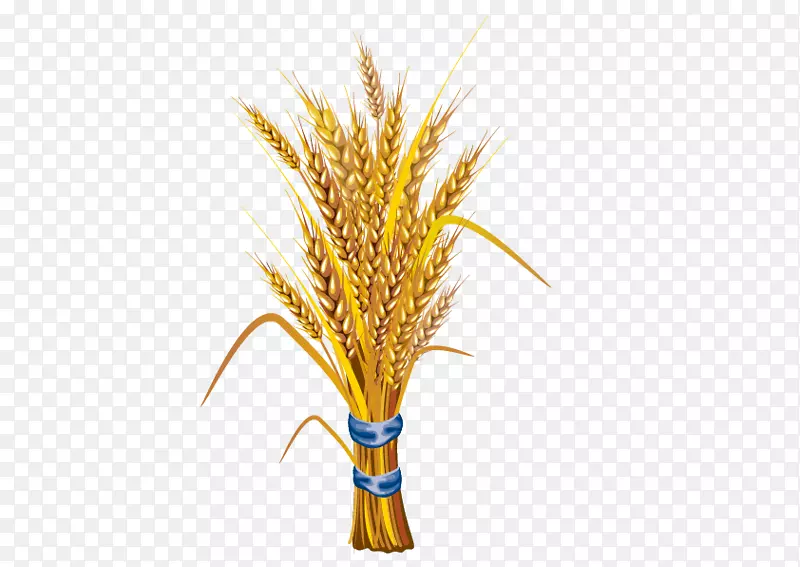 小麦砧木插图-水稻