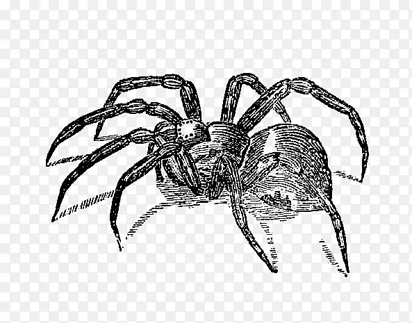 蜘蛛剪贴画-可怕的蜘蛛剪贴画