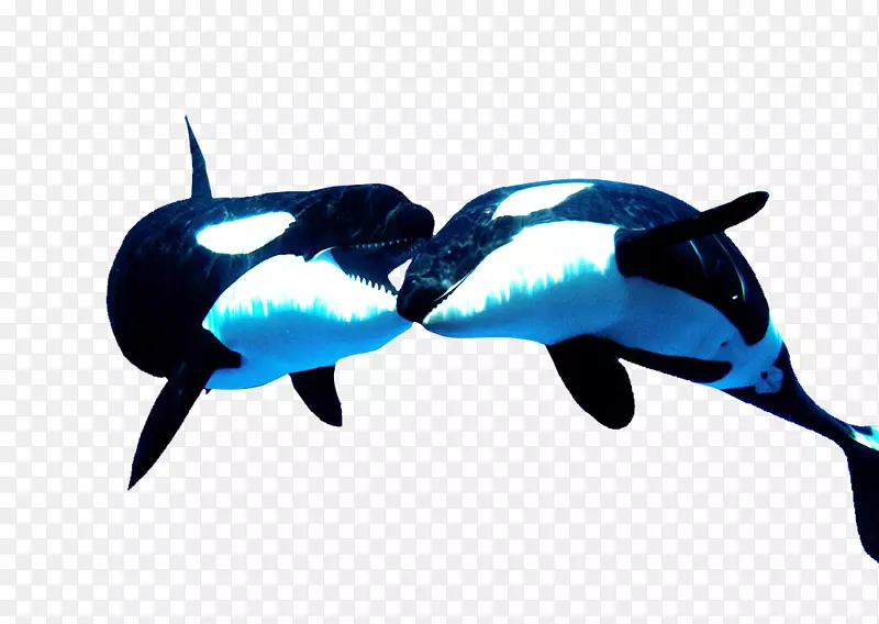 虎鲸-最可爱的动物虎鲸