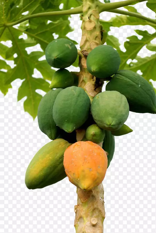 木瓜砧木摄影成熟-番木瓜果树