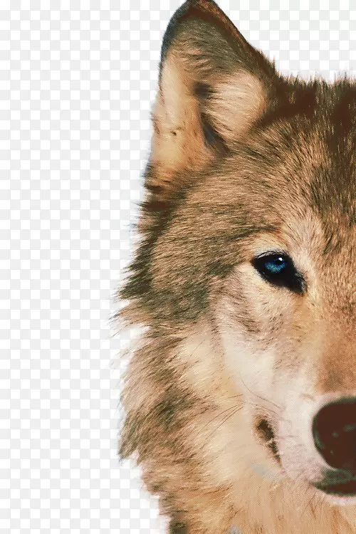 西伯利亚哈士奇北极狼非洲野狗动物蓝半脸设计元素拉狼自由