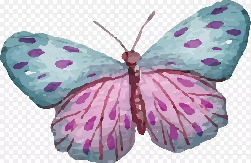 蝴蝶若虫科-富有创意的彩色蝴蝶