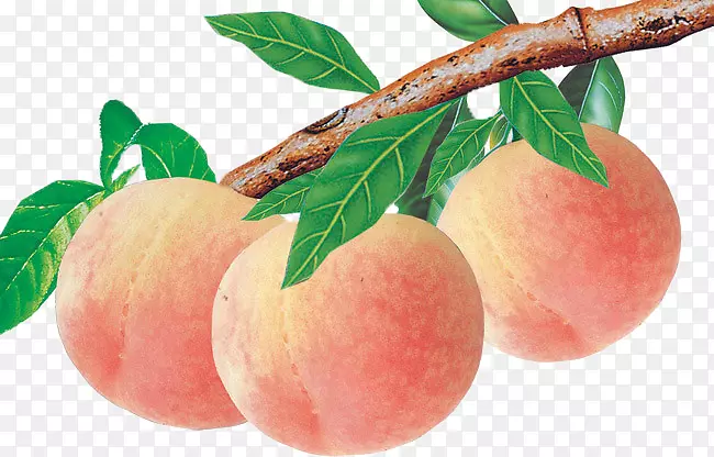 油桃食果鳄梨-桃子