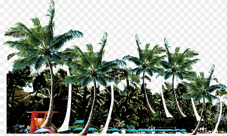 海滩椰子免费-棕榈海滩背景