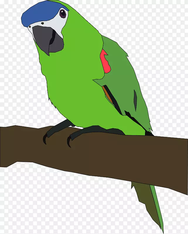 亚马逊鹦鹉鸟夹艺术-鹦鹉图片卡通