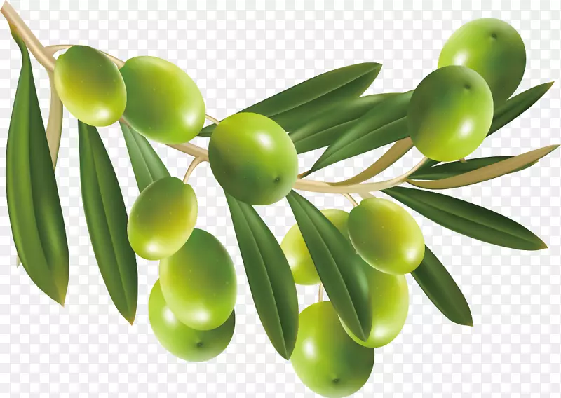 橄榄树展示分辨率剪辑艺术手绘橄榄