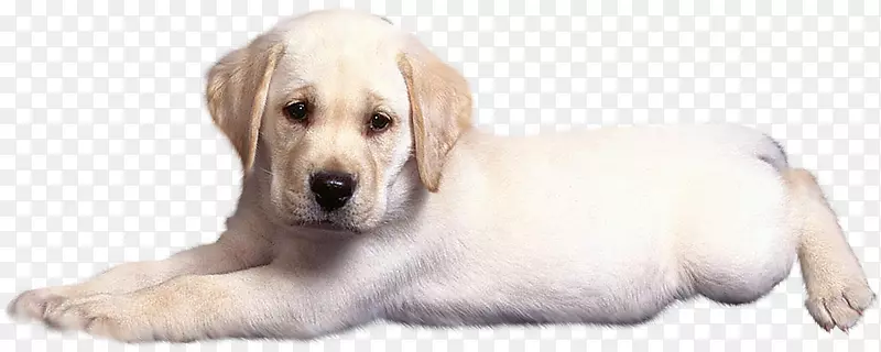 拉布拉多猎犬金毛猎犬品种-悲伤的小狗