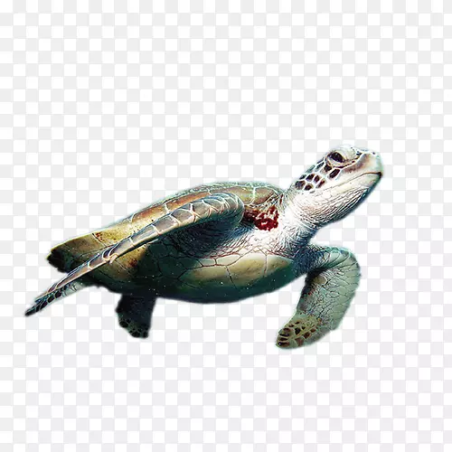 世界龟日龟科绿海龟-海龟