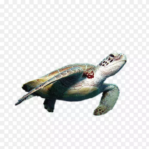 世界海龟日-海龟日