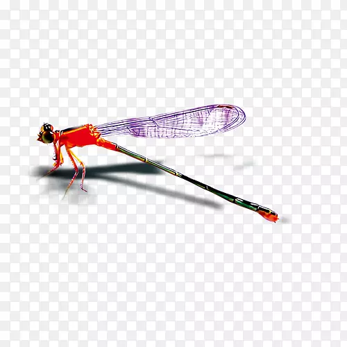 昆虫蜻蜓-红蜻蜓图案