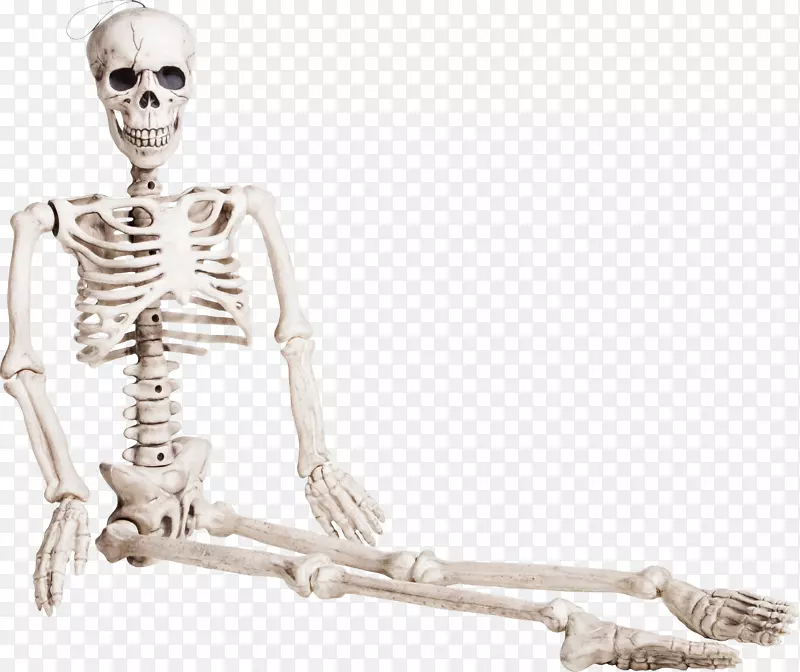 人类骨骼智人坐位骨骼