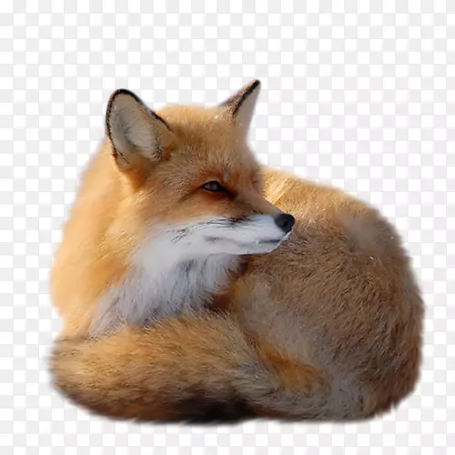 红狐夹艺术-黄狐