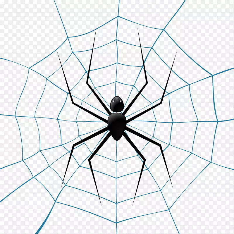蜘蛛网-蜘蛛科插图-蜘蛛