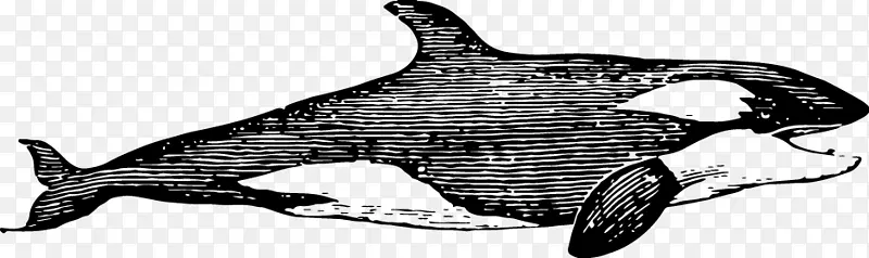 海豚鲨-素描凶猛的鲨鱼
