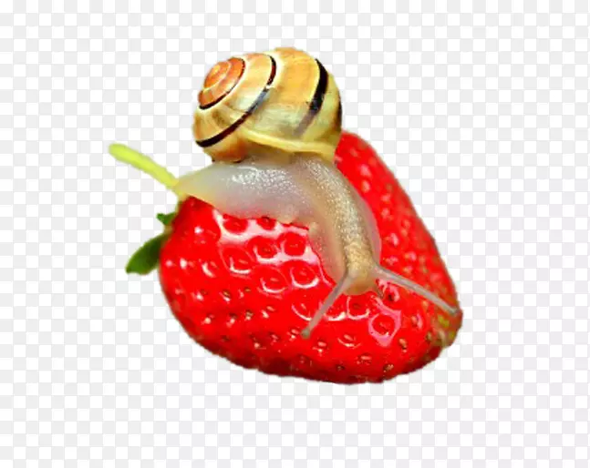 蜗牛粘液腹足类果壳软体动物壳蜗牛草莓