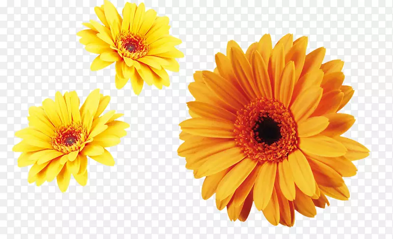 花康乃馨，菊花xd 7花冠菊科植物-黄色菊花装饰材料