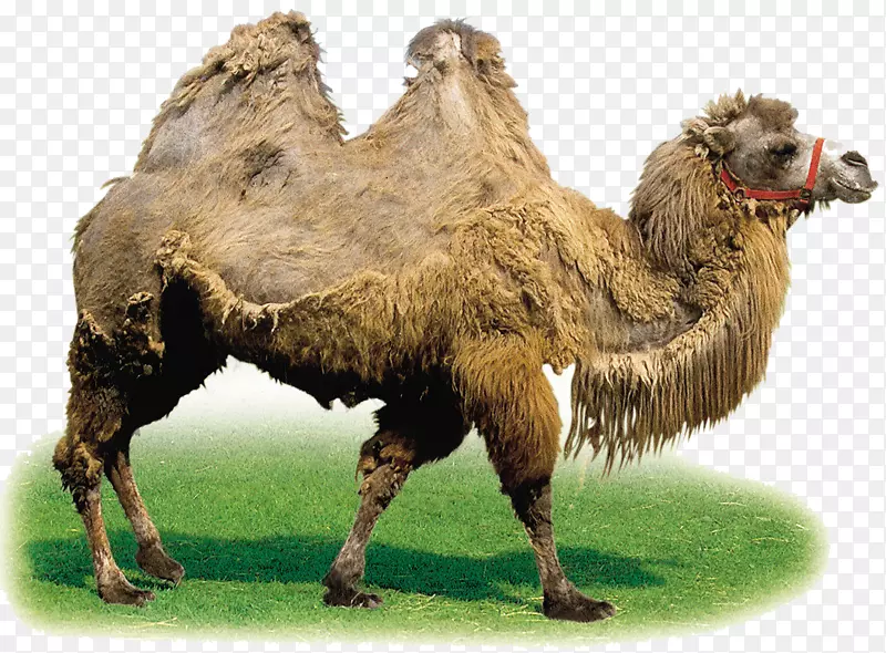 骆驼马夹艺术-沙漠骆驼