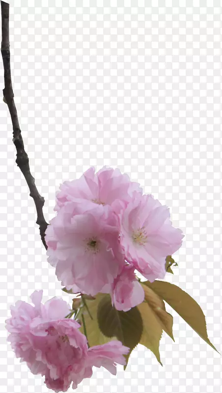 粉红色樱花设计-樱花枝条的生长