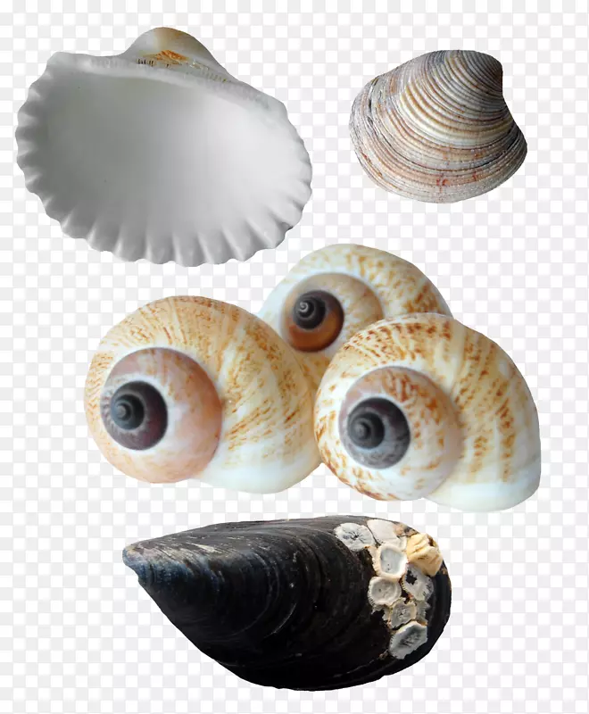 贝壳牡蛎海螺概念-漂亮海螺扇贝收藏