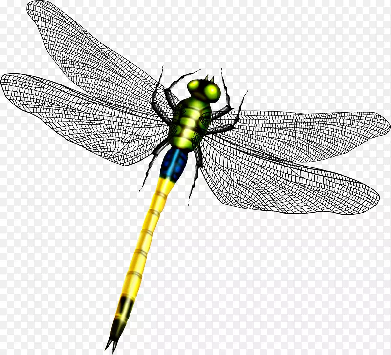 蜻蜓翅膀图标-美丽的蜻蜓翅膀