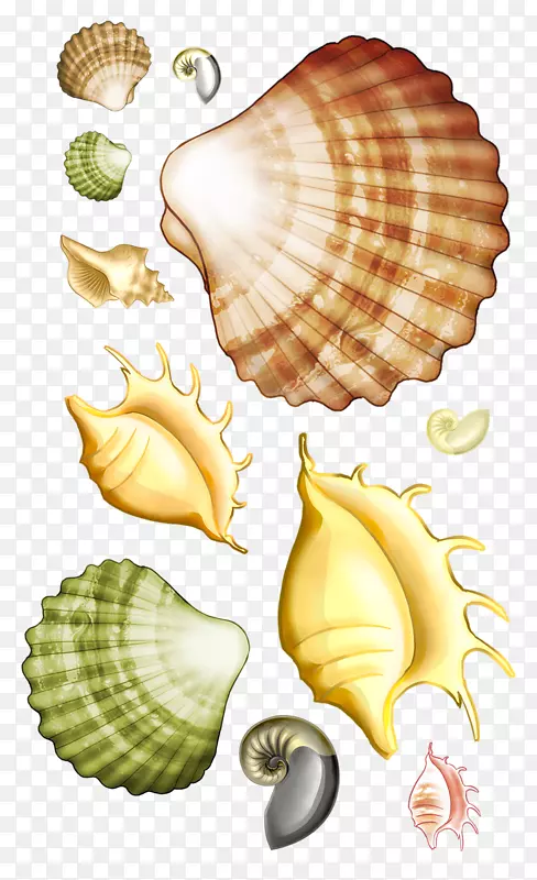 贝壳扇贝夹艺术-卡通海洋生物扇贝海螺