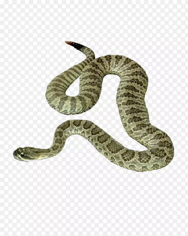 蛇图标-蛇