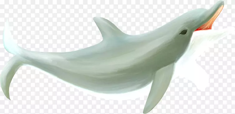 图库溪常见宽吻海豚鲸鱼-海豚装饰材料