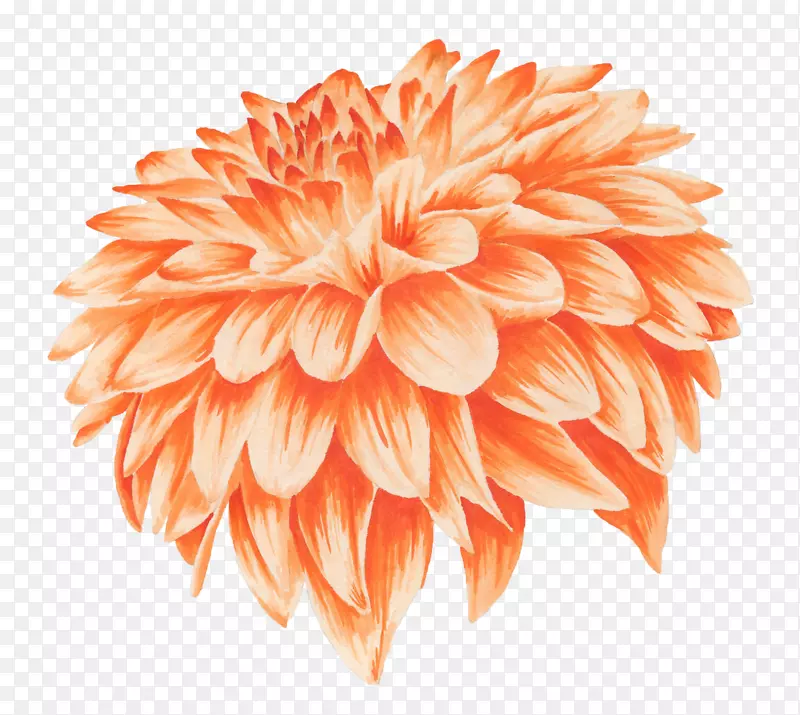 橙花菊黄水彩画-橙色菊花