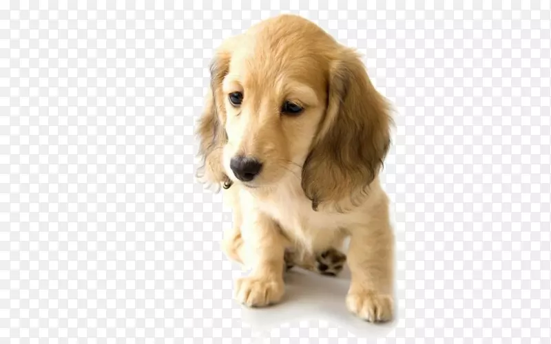 金毛猎犬达克斯犬世界动物日宠物-悲伤的金毛猎犬小狗