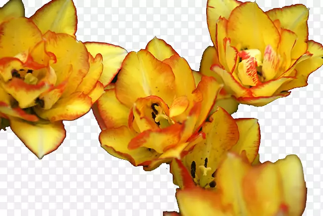 黄色郁金香花-卷曲黄色郁金香图像