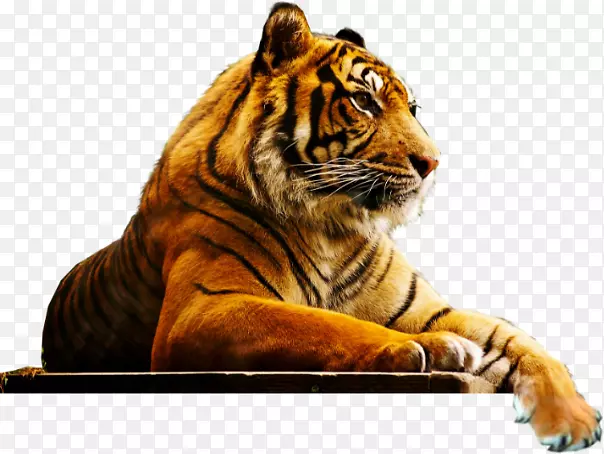 伦敦狮子猫孟加拉虎动物园-老虎