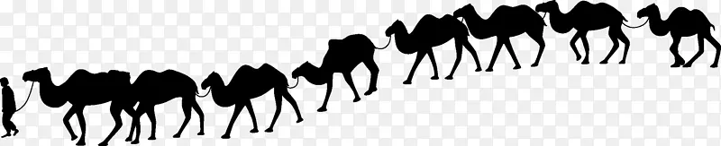 骆驼训练沙漠-骆驼剪影