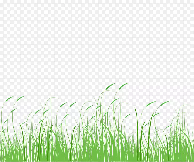狗尾草绿草甸草，狗尾草，绿草，草甸
