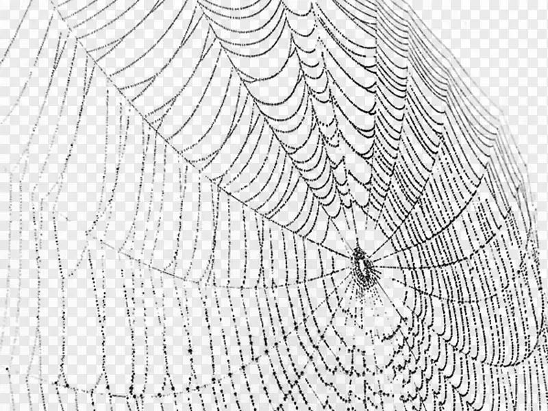 蜘蛛网蜘蛛丝夹艺术素描卡通蜘蛛网图片