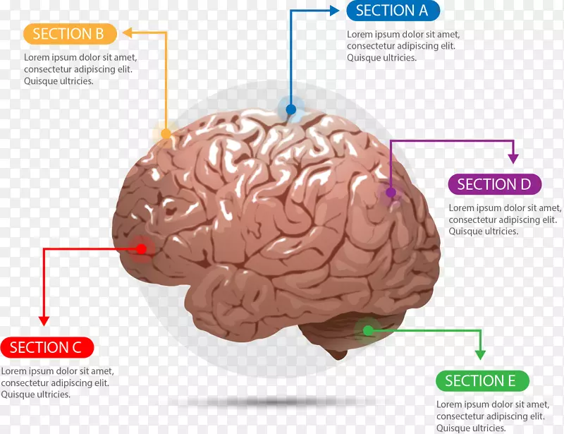 人脑AGY大脑-塑性脑图