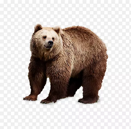 棕熊北极熊夹艺术-棕色大熊