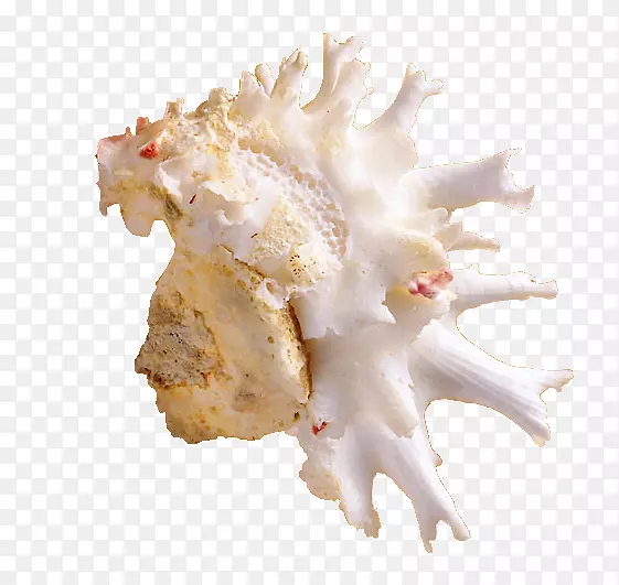 海螺-不规则海螺