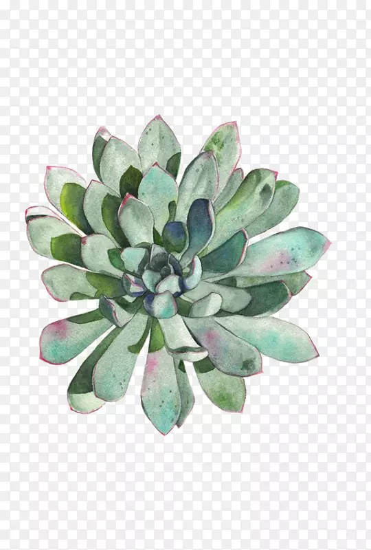 纸肉质植物水彩画版画素描肉质植物
