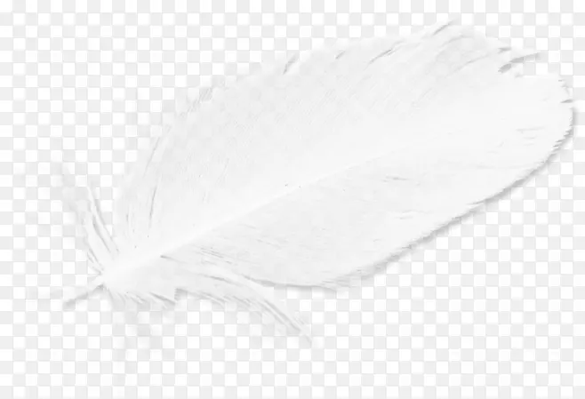 白色羽毛黑色-白色羽毛