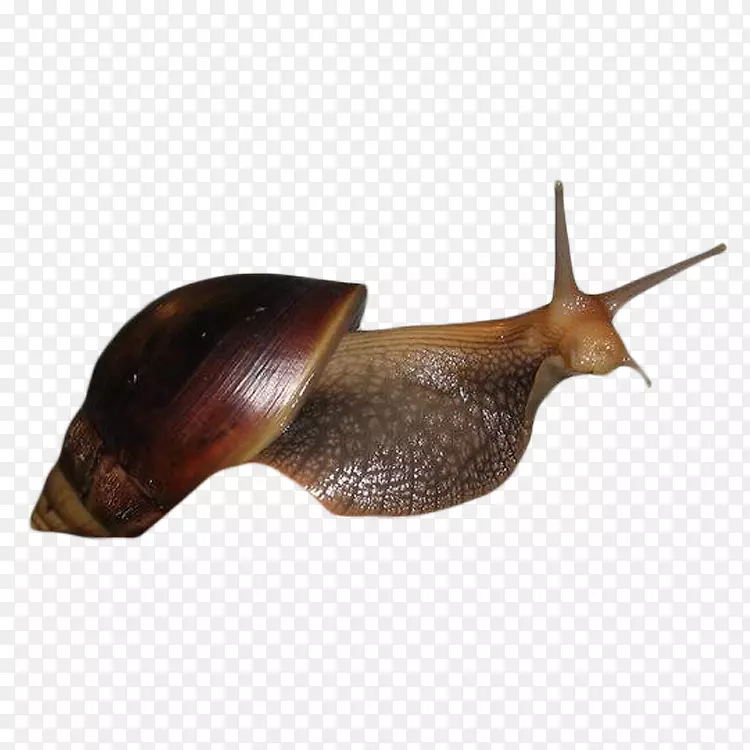 蜗牛海贝壳-蜗牛壳