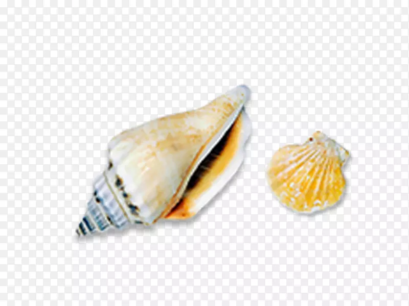 海螺图标-海螺壳
