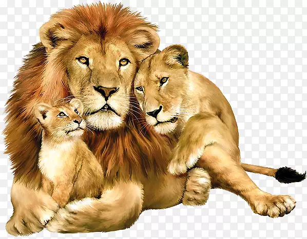 狮子猫科壁纸-一只狮子